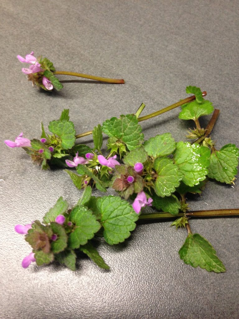 Taubnessel mit rosafarbenen Blüten