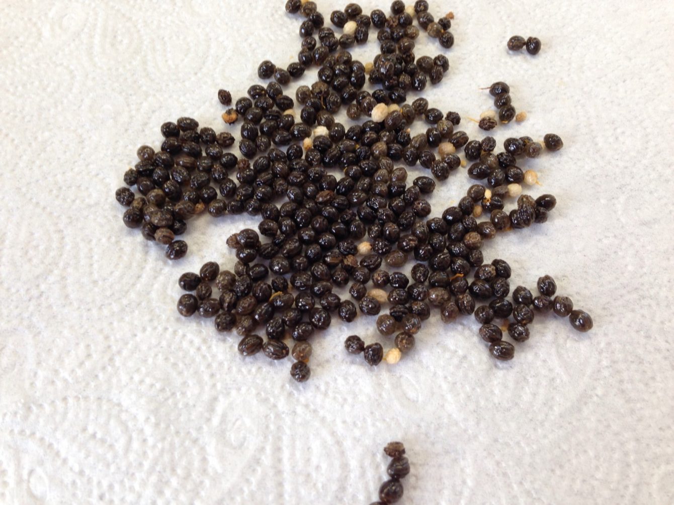 Papayakerne trocknen